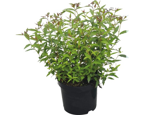 Spierstrauch FloraSelf Spiraea japonica 'Anthony Waterer' H 30-40 cm Co 2,8 L