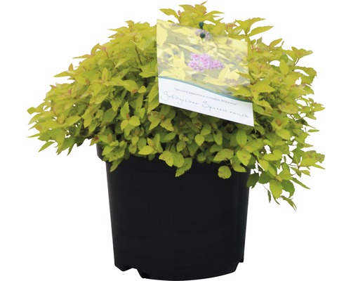 Spierstrauch FloraSelf Spiraea japonica 'Golden Princess' H 30-40 cm Co 2,8 L Goldgelbe Spiere ''Golden Princess'' im Topf