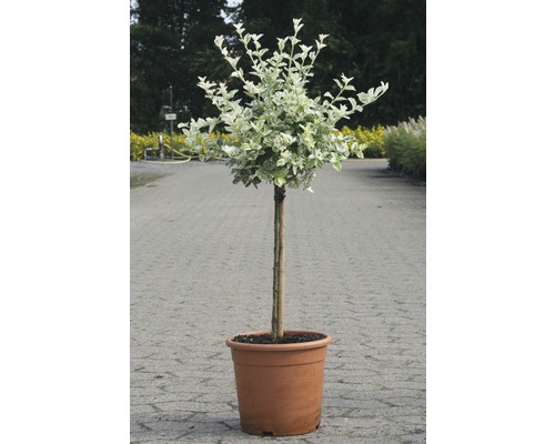 Fusain de Fortune arbuste FloraSelf Euonymus fortunei 'Harlequin' demi-tige 40 cm h 60-80 cm Co 6 l