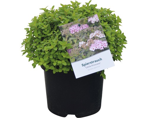 Japanischer Spierstrauch ''Little Princess'' im Topf