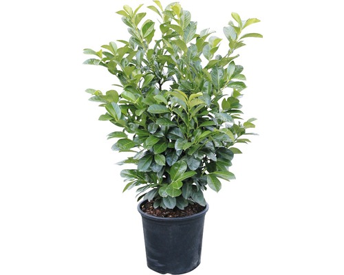 Lorbeerkirsche im Topf für den Garten