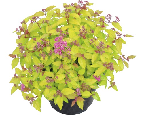 Spiree im Topf mit Blättern und Blüten