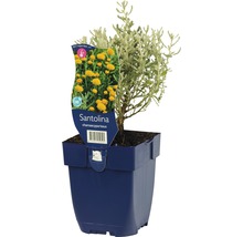 Plante Santoline en pot bleu
