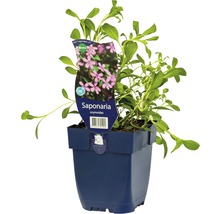 Saponaria ocymoides plante en pot