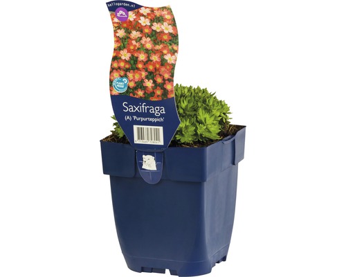Saxifrage Saxifraga A Purpurteppich en pot