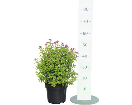 Spierstrauch in einem Topf mit Größenangabe