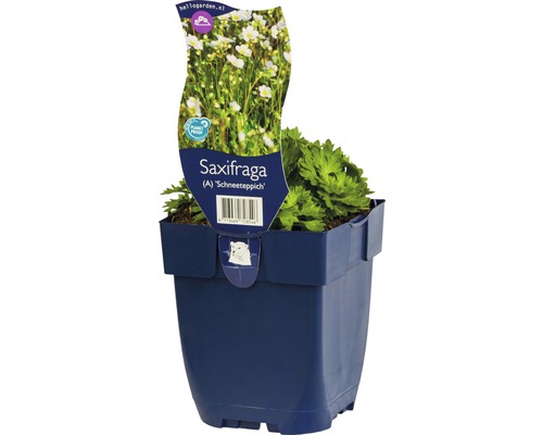 Saxifrage ''Schneeteppich'' en pot