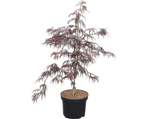 Japanischer Ahorn im Topf