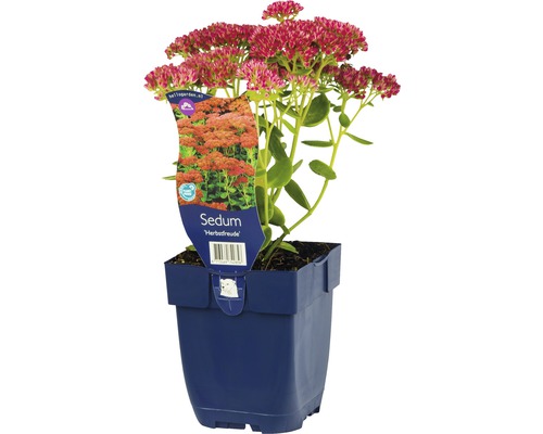 Fetthenne ''Herbstfreude'' im Topf