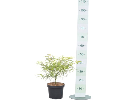 Japanischer Ahorn im Topf mit Größenangabe