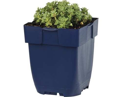Fettblatt Sedum im Topf