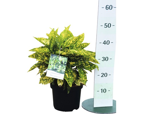 Codieum Zimmerpflanze in schwarzem Topf mit Messskala