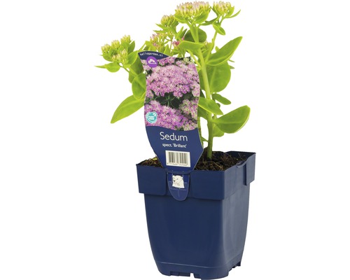 Orpin remarquable haut FloraSelf Sedum spectabile 'Brillant' h 5-40 cm Co 0,5 l Orpin ''Brillant'' en pot