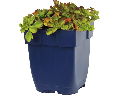 Orpin dans un pot