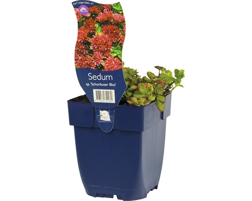 Teppich-Fettblatt FloraSelf Sedum spurium 'Schorbuser Blut' H 5-10 cm Co 0,5 L Fetthenne im Topf