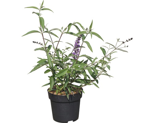 Arbre aux papillons en pot