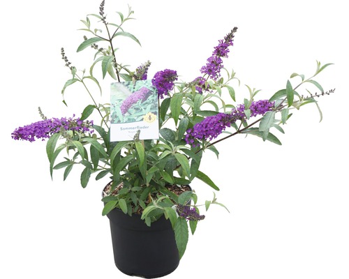 Arbre aux papillons en pot