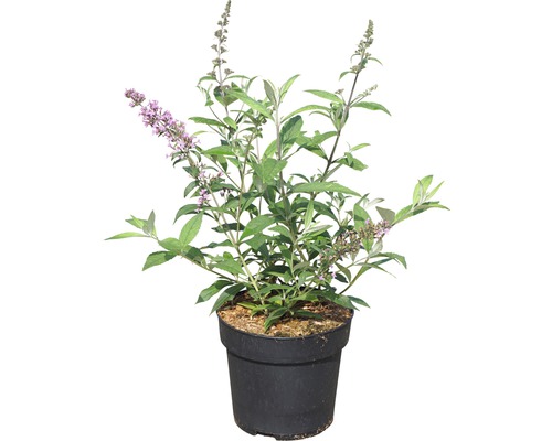 Arbre aux papillons en pot