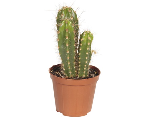 Kaktus in einem Topf