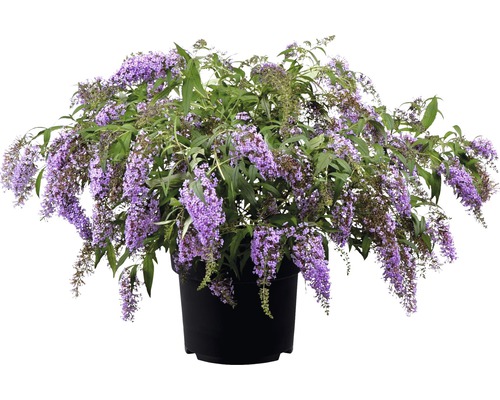 Schmetterlingsflieder in einem Topf