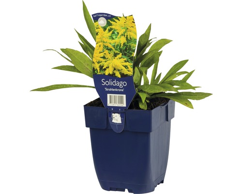 Solidage plante vivace en pot