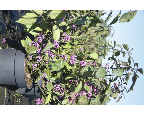 Schönfrucht Callicarpa im Topf mit violetten Beeren und grünen Blättern