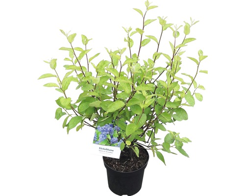 Céanothe en pot avec des feuilles vertes et une étiquette