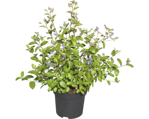 Arbuste à fleurs bleues en pot