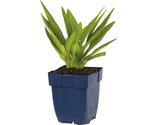 Gladiolen Pflanze in blauem Topf