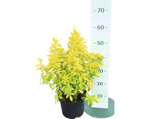 Troène doré en pot avec indication de taille