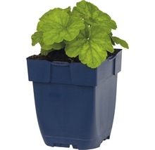 Tellmie FloraSelf Tellmia grandiflora H 5-30 cm Co 0,5 L