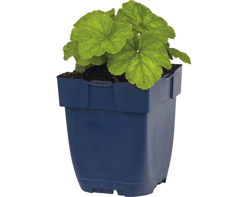 Heuchera Pflanze im Topf