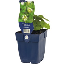 Tellmie FloraSelf Tellmia grandiflora H 5-30 cm Co 0,5 L