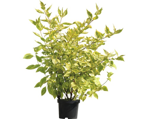 Gelbbunter Hartriegel im Topf