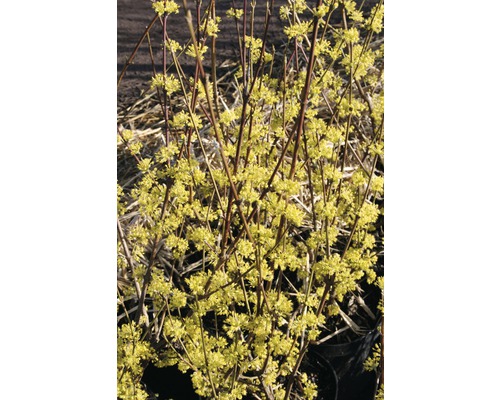 Gelb blühender, roter Hartriegelstrauch