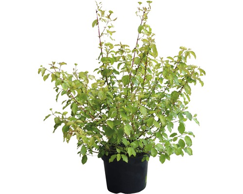 Cornouiller en pot
