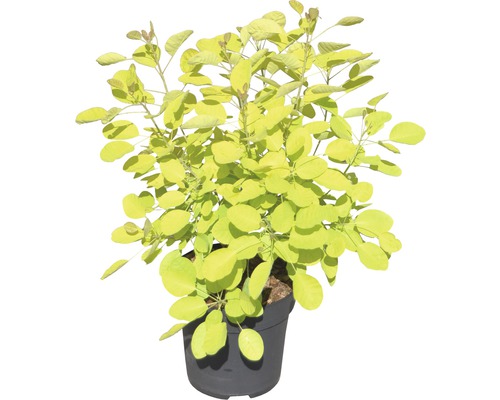 Arbre à perruque dans un pot