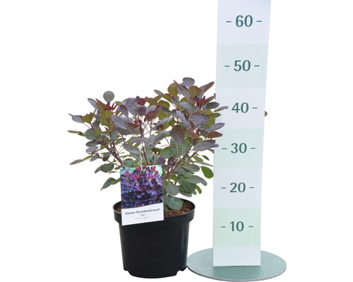 Petit arbre à perruque en pot avec indication de la hauteur.