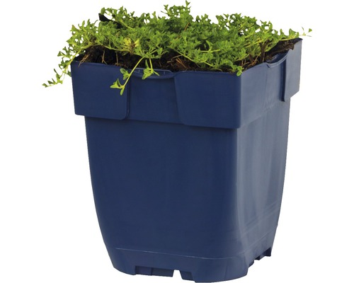 Blauer Pflanzkasten mit grünen Pflanzen