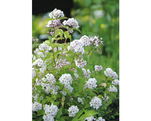 Arbuste à fleurs avec de nombreuses petites fleurs