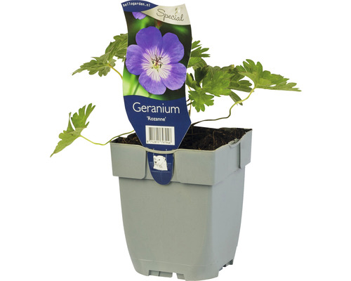 Geranie Rozanne im Topf