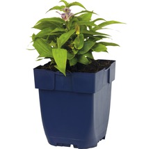 Blühende Tricyrtis in einem Topf