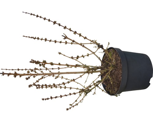 Mélèze en pot