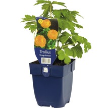 Trolle Trollius-Cultivars 'Orange Princess' h 5-70 cm Co 0,5 l (6 pièces)