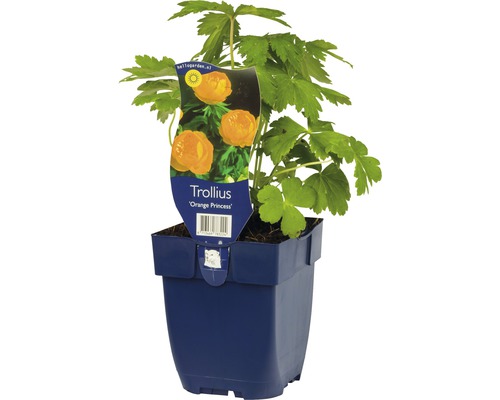 Trolle Trollius-Cultivars 'Orange Princess' h 5-70 cm Co 0,5 l (6 pièces)