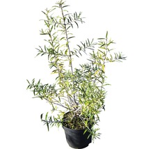 Argousier en pot