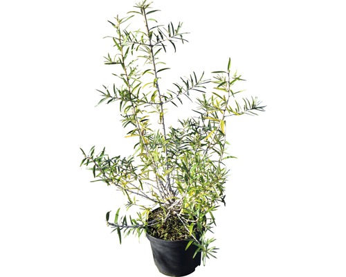 Argousier en pot