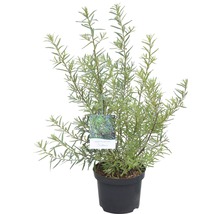 Argousier en pot