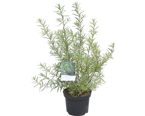 Argousier en pot