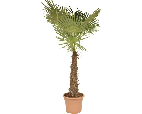 Palmier chanvre FloraSelf Trachycarpus fortunei H 200-210 cm pot Ø 40 cm